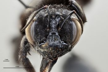 Media type: image;   Entomology 815964 Aspect: head frontal view
